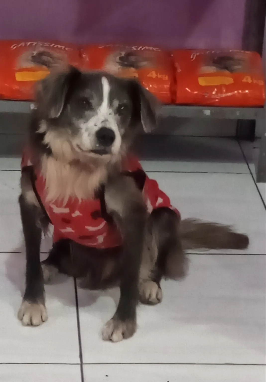 Procura-se esse Cachorro São Paulo/SP | Pudim  | 6 anos Acima | Raça Rnd | tamanho Médio | foto 2