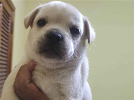Cachorro tamanho Pequeno Ambos Abaixo-de-2-meses para adoção