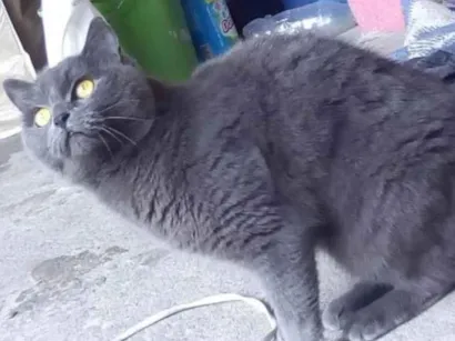 Gato  Medio 6-anos-Acima