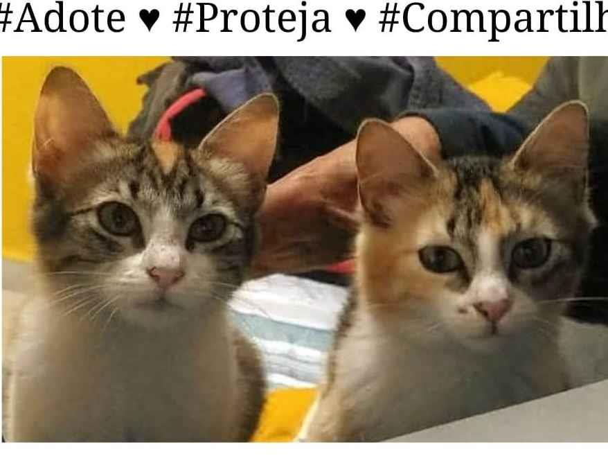 Adoção de Gato Itaquaquecetuba/SP | Filhotinhos  | 2 a 6 meses | Raça  | tamanho Pequeno