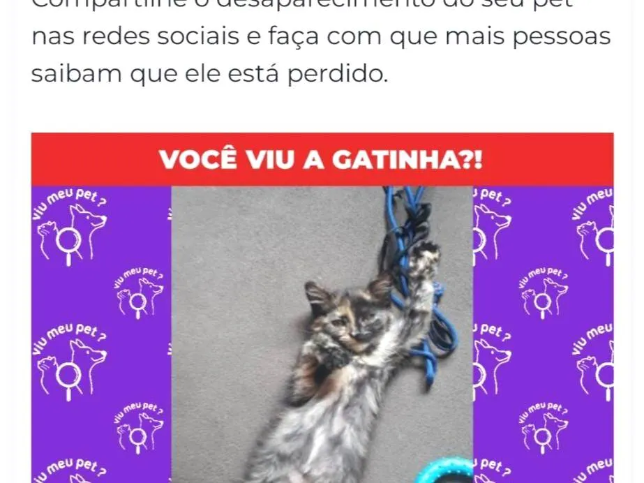 Procura-se esse Gato São Paulo/SP | Gatinha | 2 anos | Raça SRD-ViraLata | tamanho Pequeno | foto 3