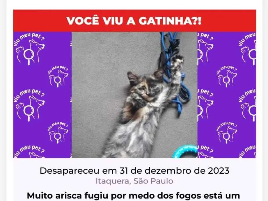 Procura-se esse Gato São Paulo/SP | Gatinha | 2 anos | Raça SRD-ViraLata | tamanho Pequeno | foto 1