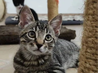 Gato Srd Medio 2-a-6-meses