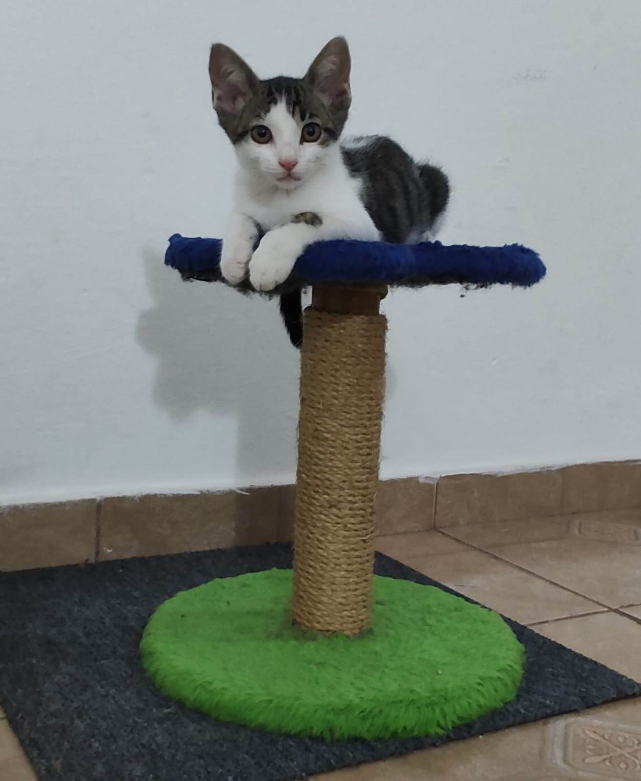 Bruces  para adoção | foto 5