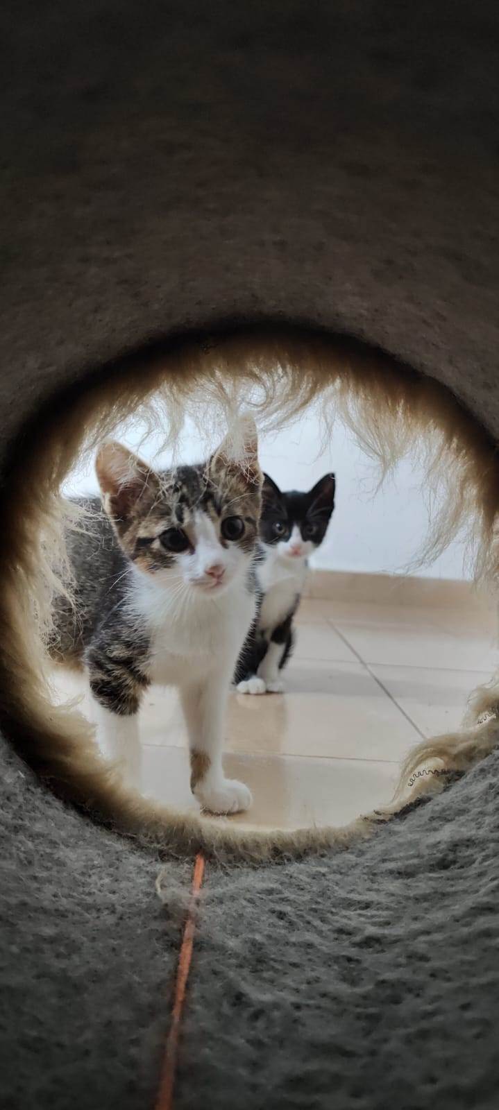 Bruces  para adoção | foto 6