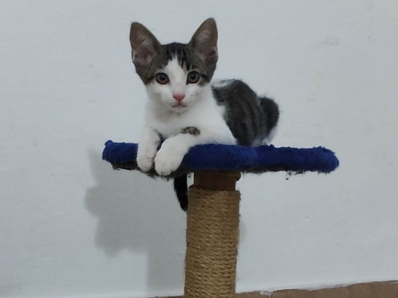 Bruces  para adoção | foto 9