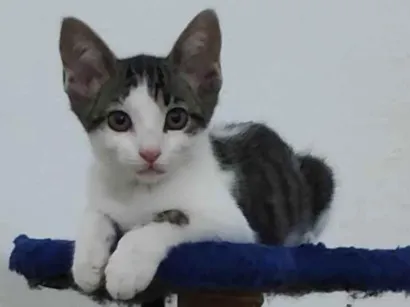 Gato Srd Medio 2-a-6-meses