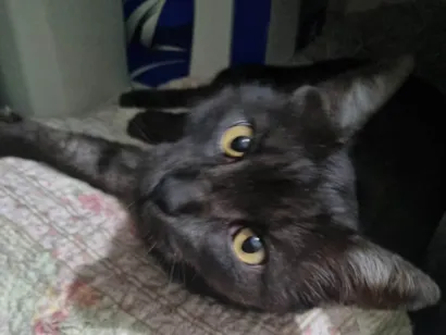 Gato SRD-ViraLata Grande 6-anos-Acima