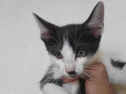 Gato Bombaim e mestiços  Medio 1-ano