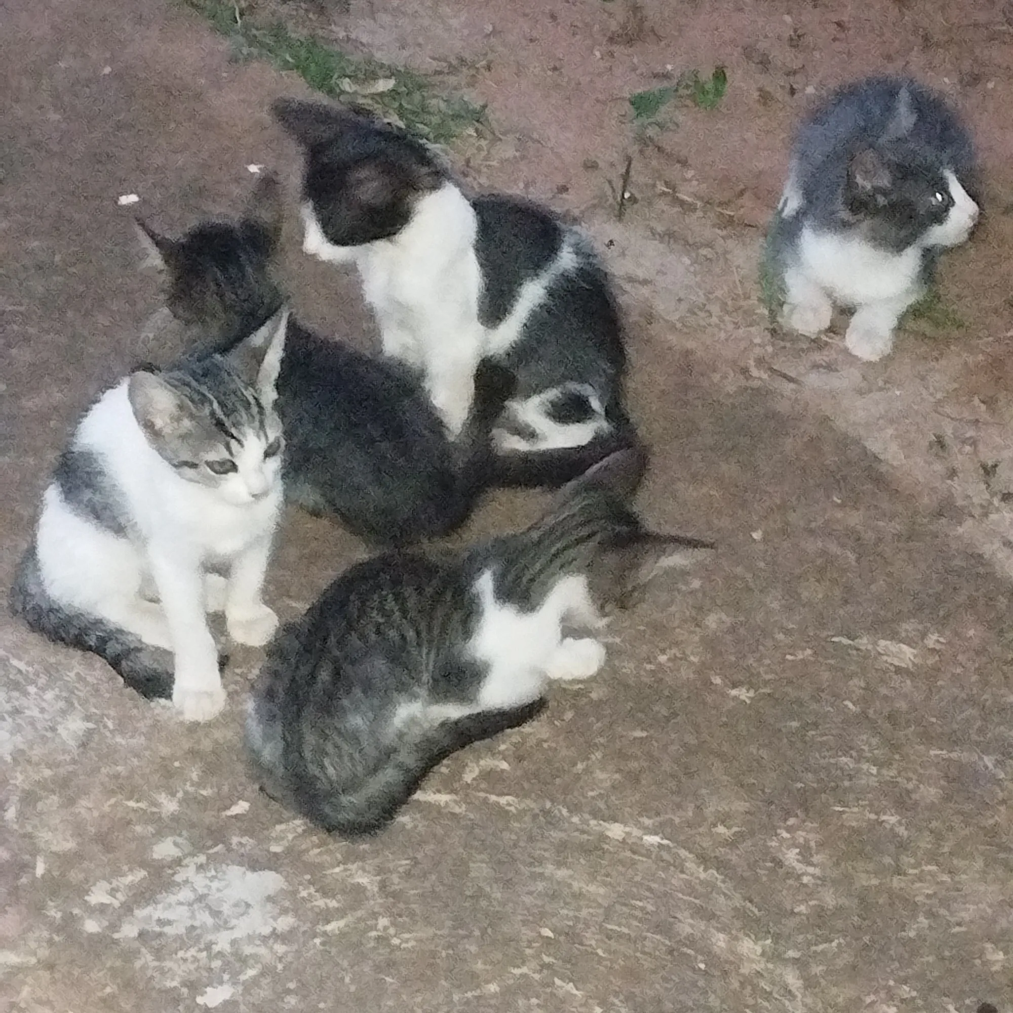 Adoção de Gato Campo Grande/MS | Filhotes | 2 a 6 meses | Raça  | tamanho Pequeno | foto 2