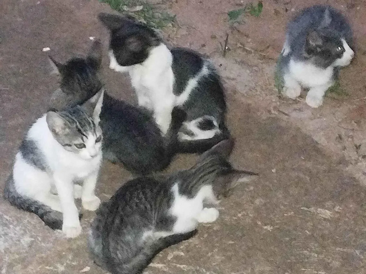 Adoção de Gato Campo Grande/MS | Filhotes | 2 a 6 meses | Raça  | tamanho Pequeno | foto 1