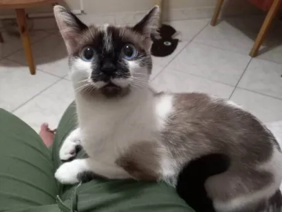 Gato  Medio 