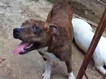 Cao Pit-Bull Grande 2-anos