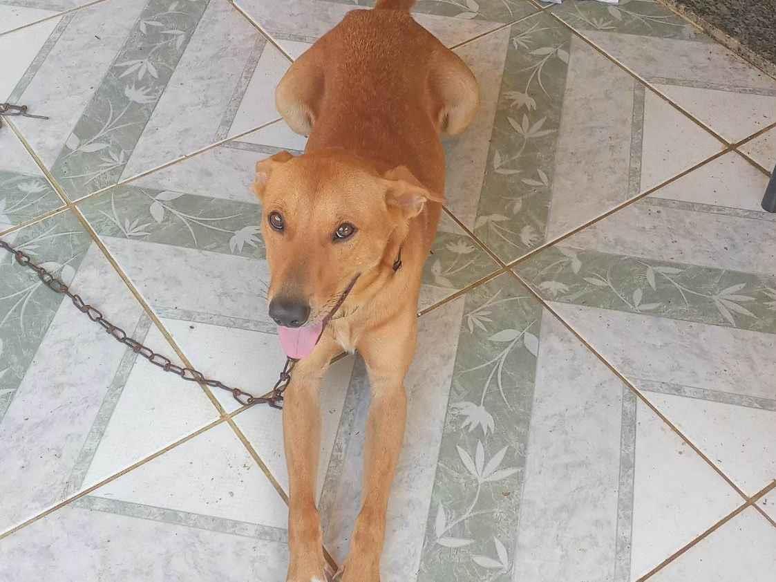 Adoção de Cachorro Guapimirim/RJ | Bombom | 5 anos | Raça SRD-ViraLata | tamanho Médio