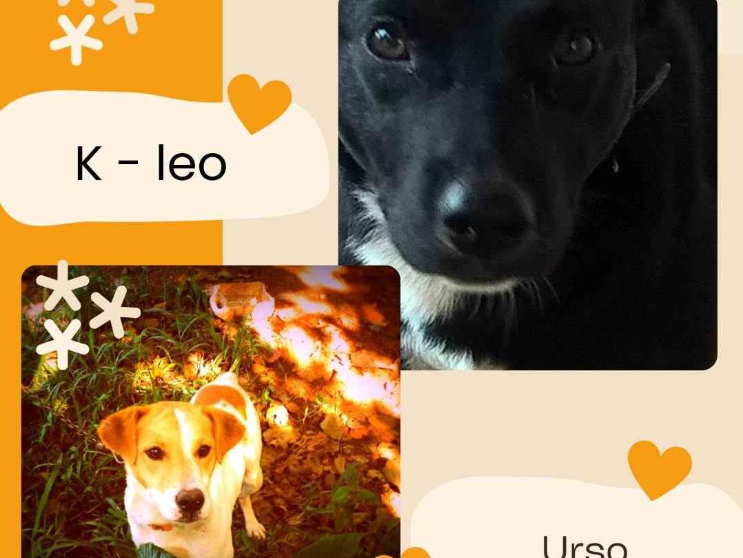 urso e k-leo  perdido | foto 1
