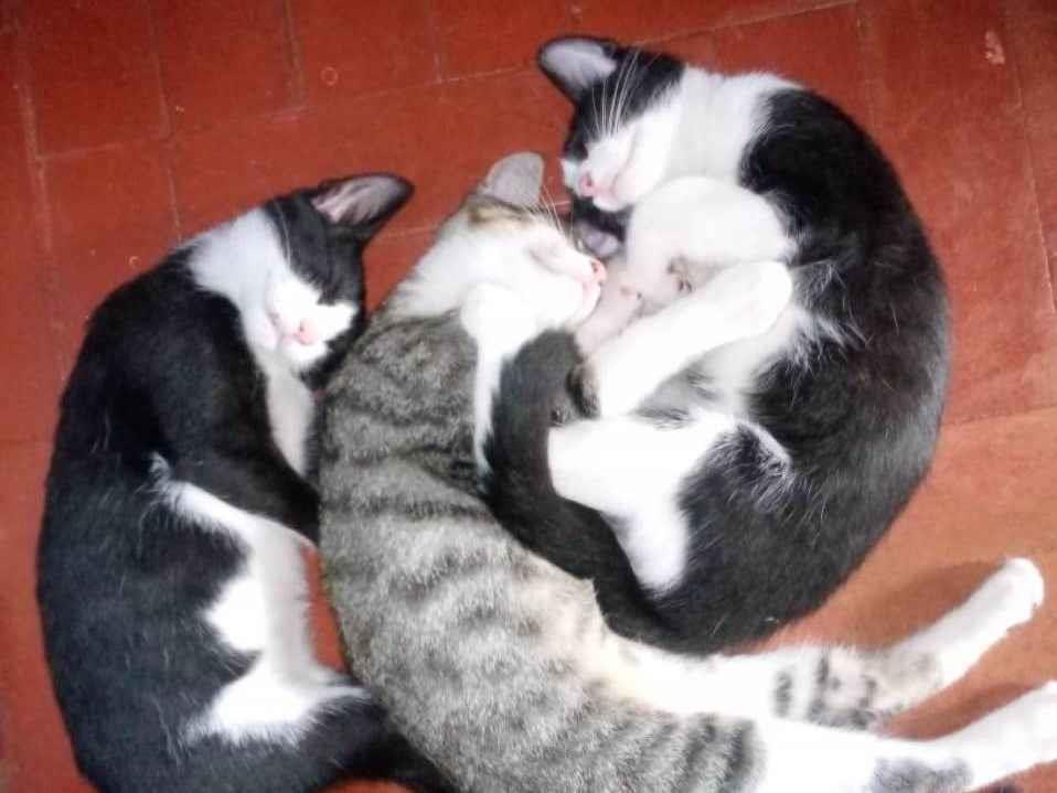 Adoção de Gato Porto Alegre/RS | Filhotes gatinhos | Filhote | Raça SRD | tamanho Pequeno