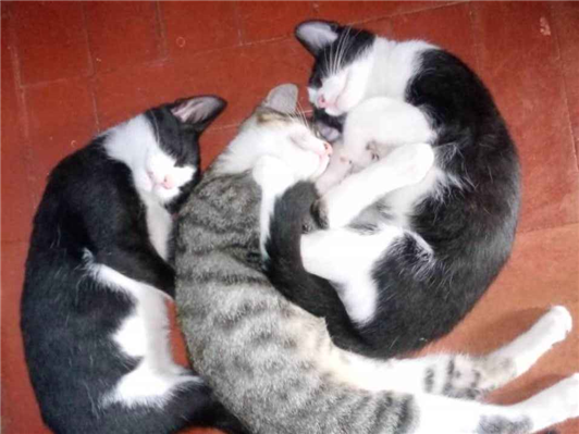 Trio Gatinhos machos | Gato  Pequeno | Macho | SRD