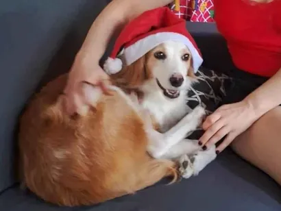 Cao SRD, parece mistura de cocker com border collie Medio 6-anos-Acima