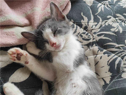 Gato Normal Pequeno Abaixo-de-2-meses