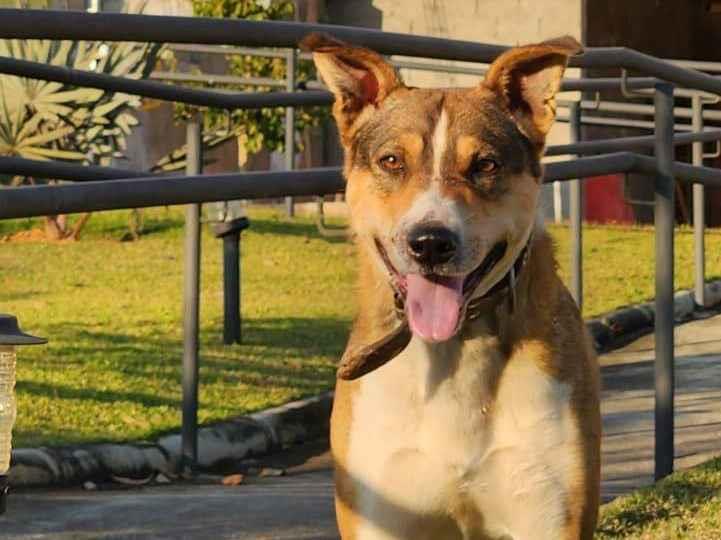 Adoção de Cachorro Cotia/SP | Mila | 1 ano | Raça SRD-ViraLata | tamanho Médio