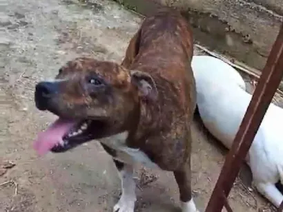 Cao Pitbull  Grande 2-anos