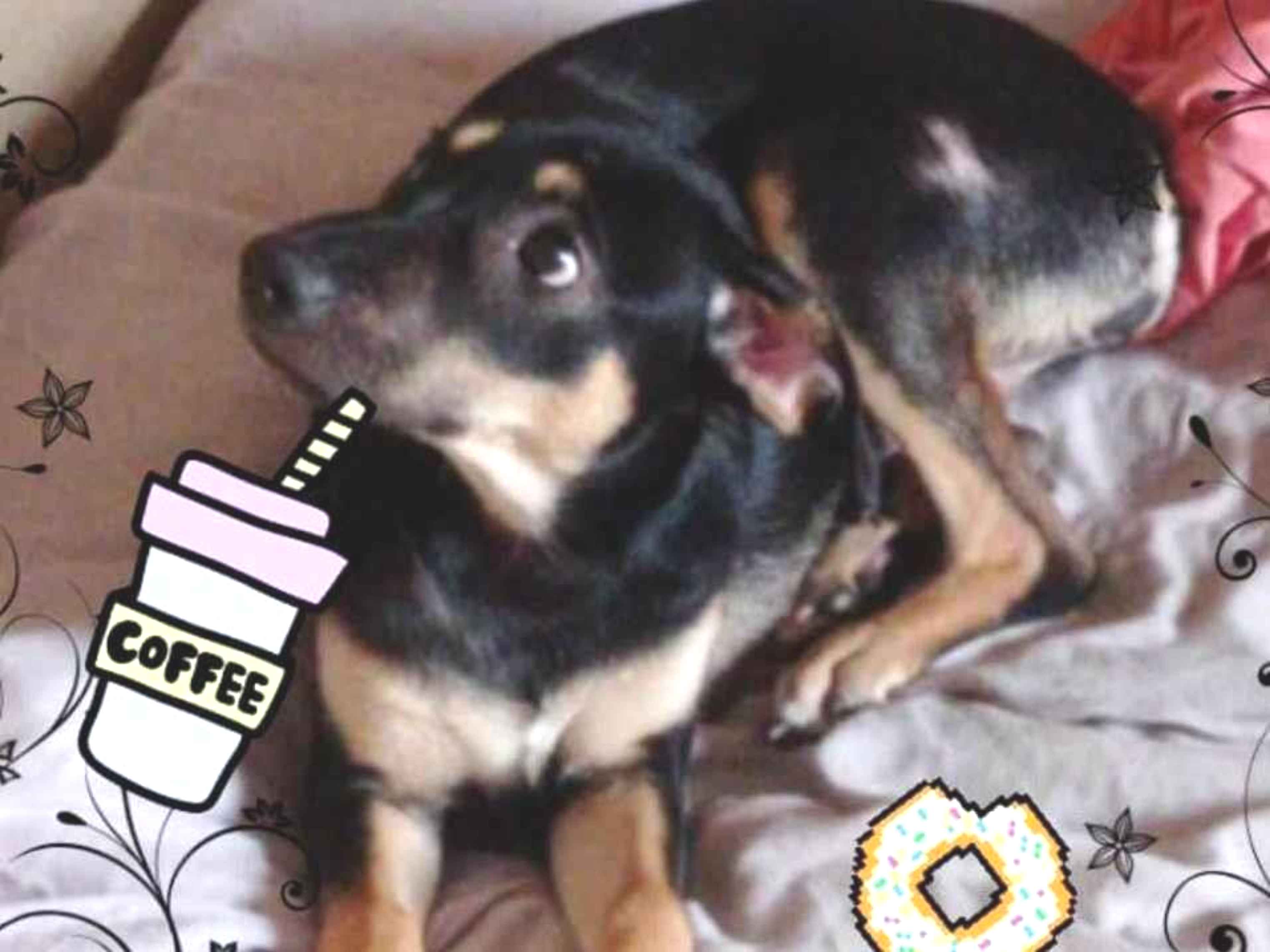 Adoção de Cachorro São Paulo/SP | FELPUDA | 1 ano | Raça MIX BORDER COLLIE | tamanho Pequeno