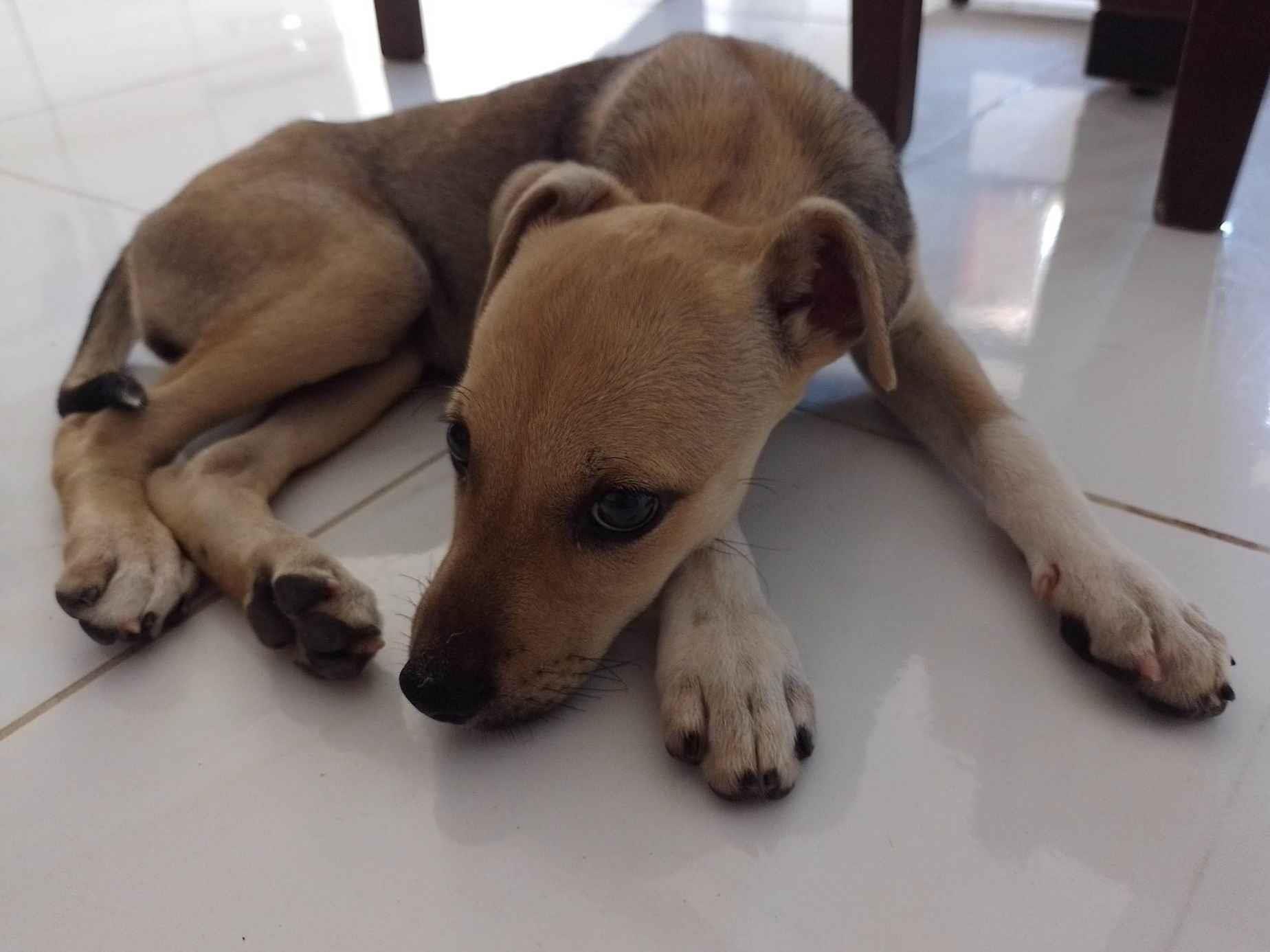 Adoção de Cachorro Recife/PE | Tina  | 2 a 6 meses | Raça Srd | tamanho Médio