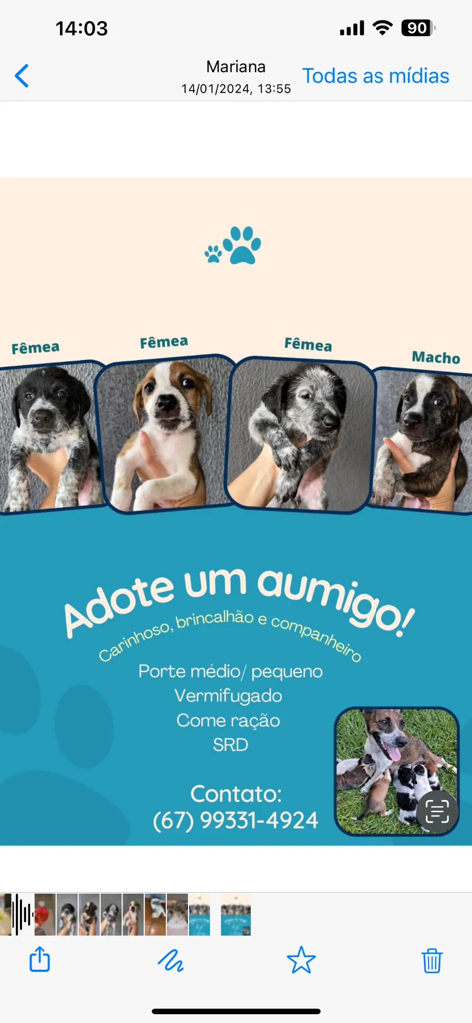 Adoção de Cachorro Campo Grande/MS | Sem nome  | Filhote | Raça Srd | tamanho Médio | foto 2