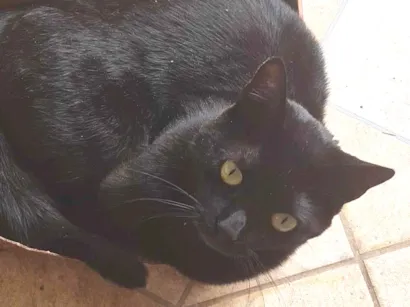 Gato SRD-ViraLata Grande 2-anos