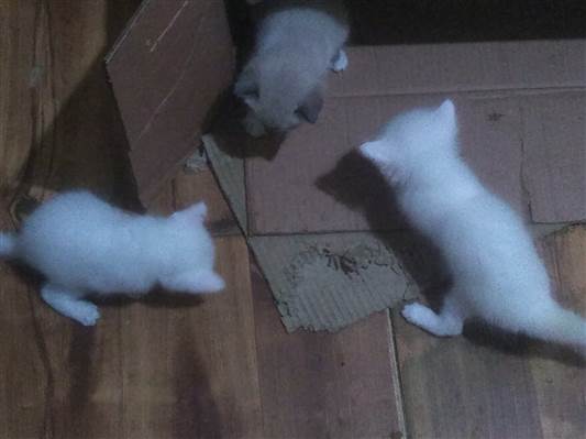 Gato Todos brancos e um cinza  Pequeno Abaixo-de-2-meses
