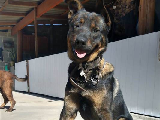 Cachorro tamanho Grande Macho 3-anos para adoção