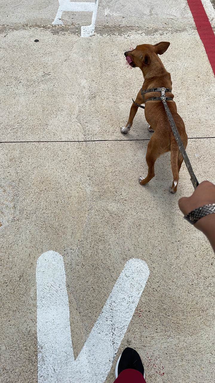 Não possui (estamos chamando ela de amora)  para adoção | foto 5