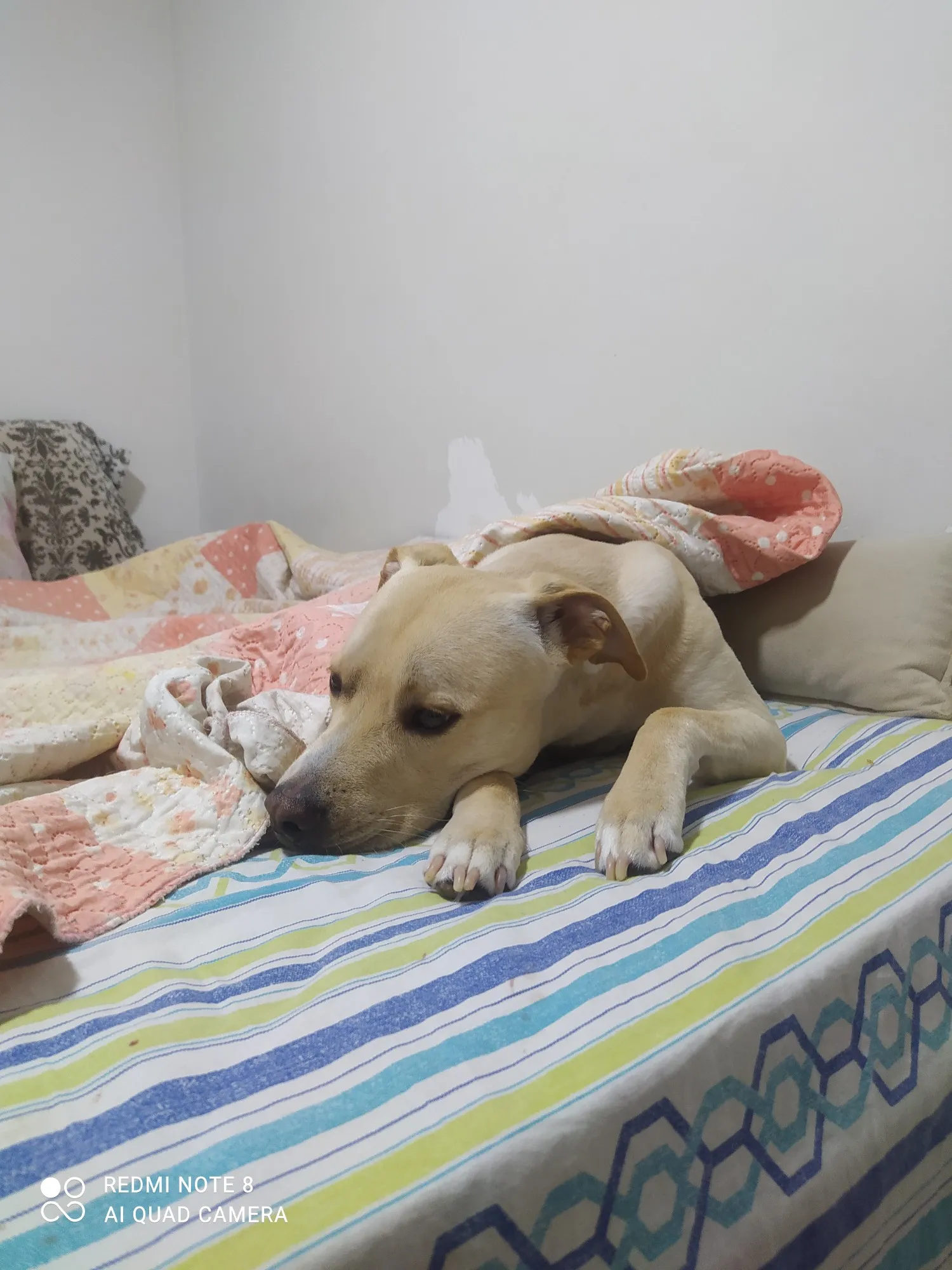 Adoção de Cachorro São Paulo/SP | Thor | 7 a 11 meses | Raça SRD-ViraLata | tamanho Médio | foto 2