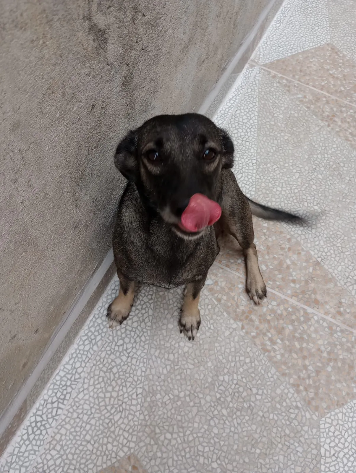 Adoção de Cachorro São Paulo/SP | Nina | 4 anos | Raça SRD-ViraLata | tamanho Pequeno | foto 3