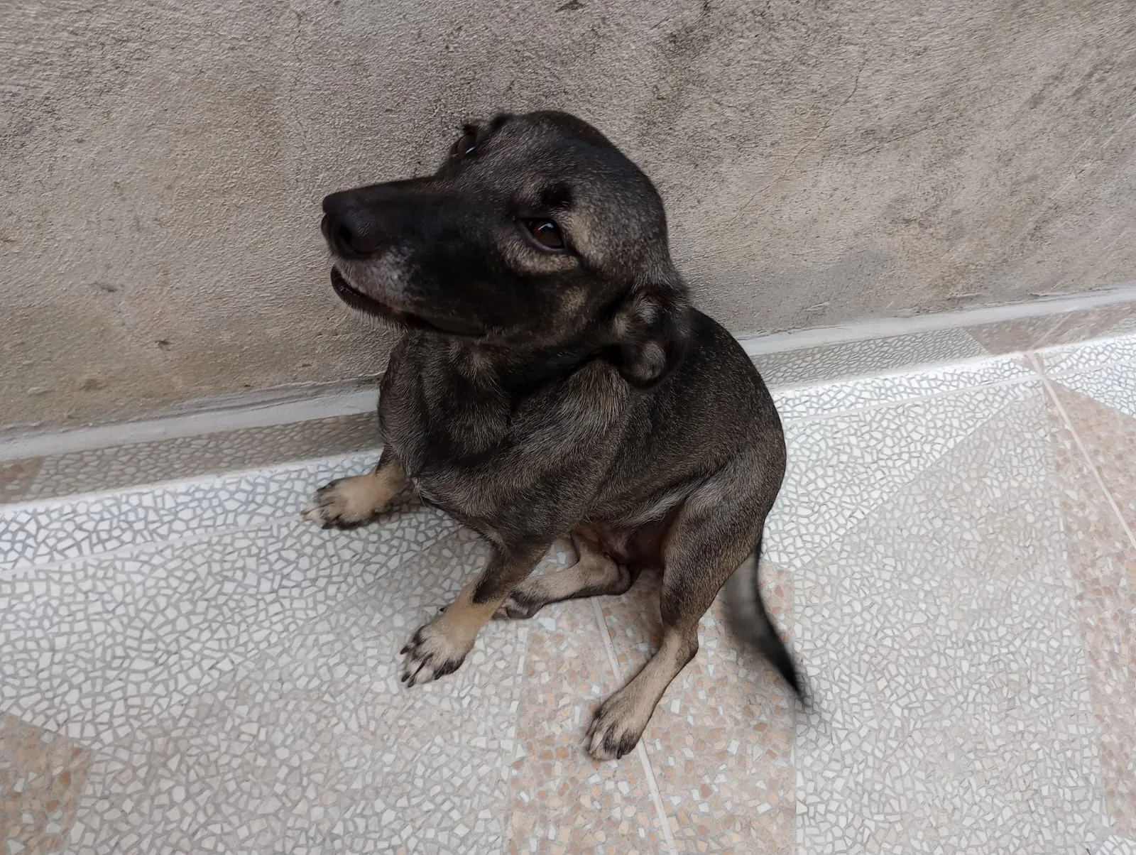 Adoção de Cachorro São Paulo/SP | Nina | 4 anos | Raça SRD-ViraLata | tamanho Pequeno | foto 4