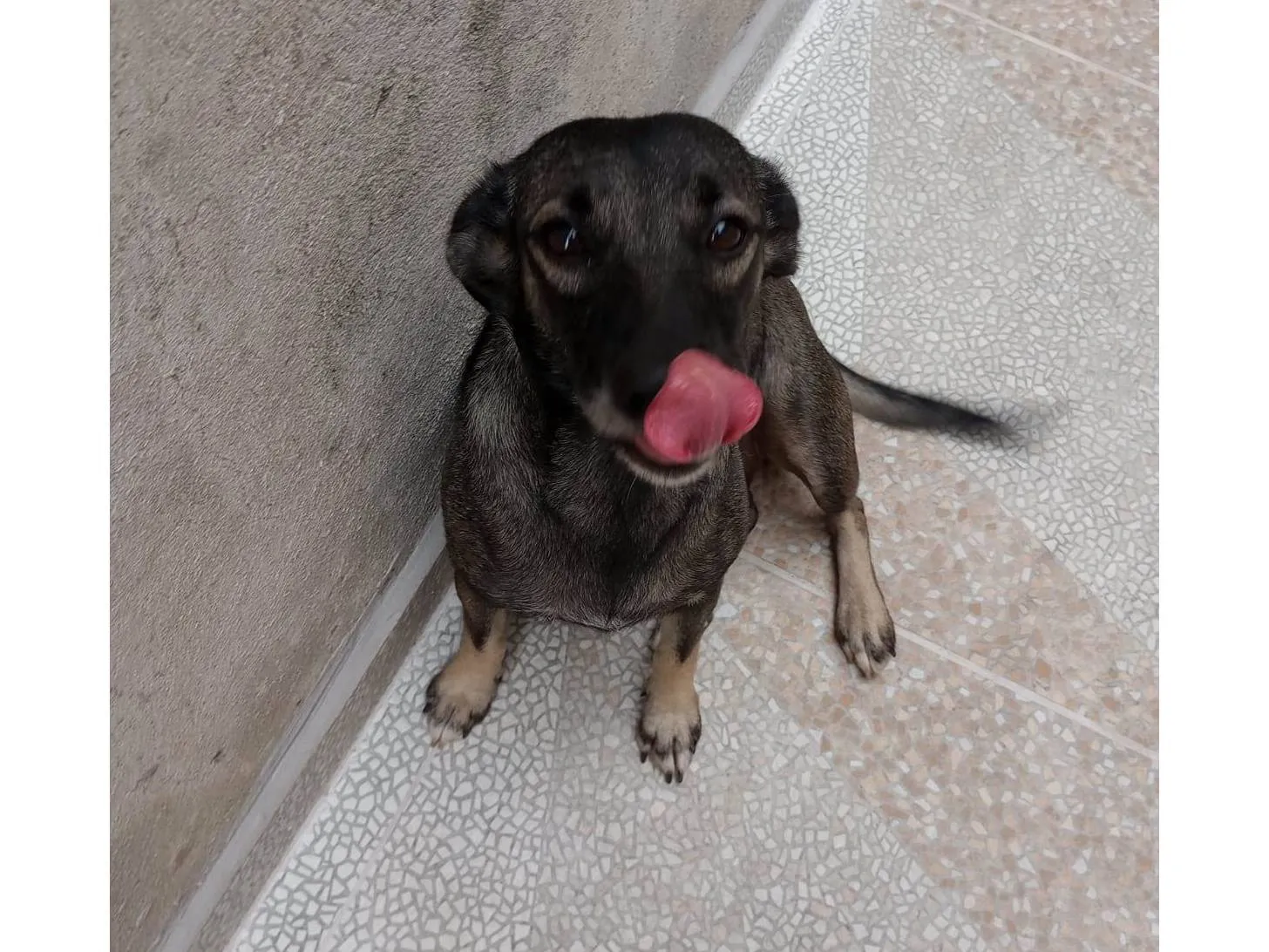 Adoção de Cachorro São Paulo/SP | Nina | 4 anos | Raça SRD-ViraLata | tamanho Pequeno | foto 5