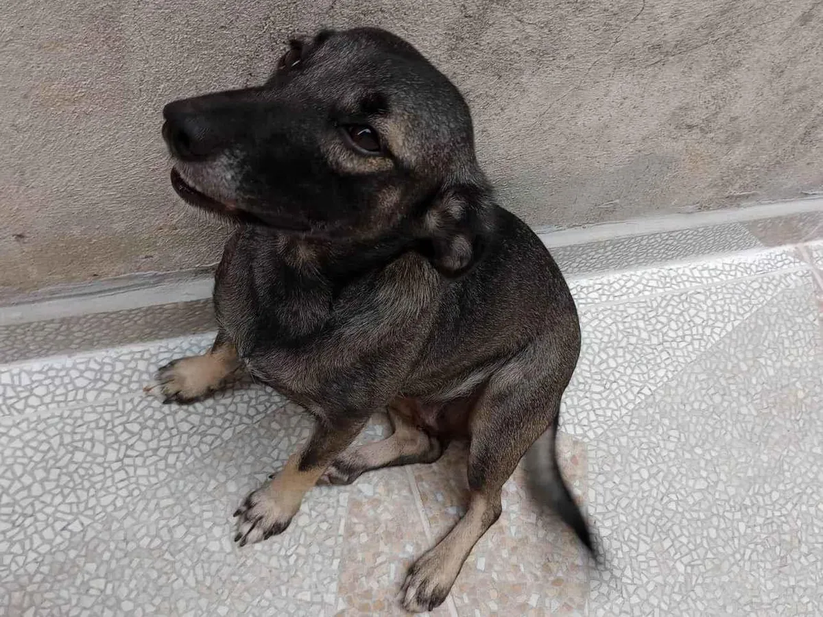 Adoção de Cachorro São Paulo/SP | Nina | 4 anos | Raça SRD-ViraLata | tamanho Pequeno | foto 1