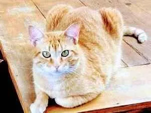 Gato SRD-ViraLata Medio 6-anos-Acima