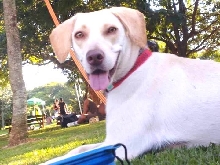 Adoção de Cachorro São Paulo/SP | Totty | 6 anos Acima | Raça Labrador | tamanho Grande