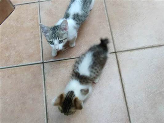Gato tamanho Pequeno Ambos 2-a-6-meses para adoção