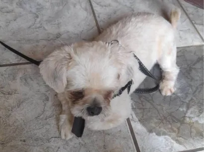 Cao LHASA OU SHITSU Pequeno 1-ano