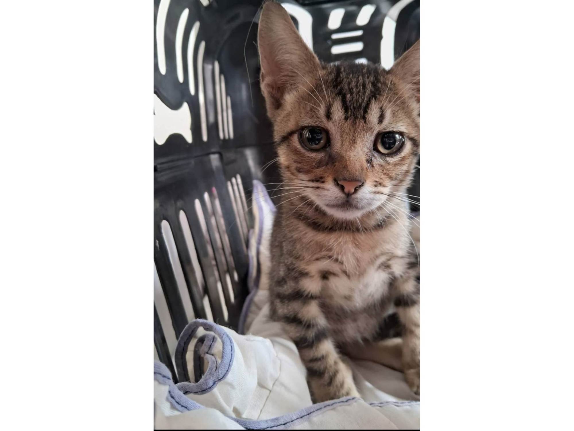 Adoção de Gato Carapicuíba/SP | Filhotes Gatinhos  | 2 a 6 meses | Raça SRD-ViraLata | tamanho Pequeno
