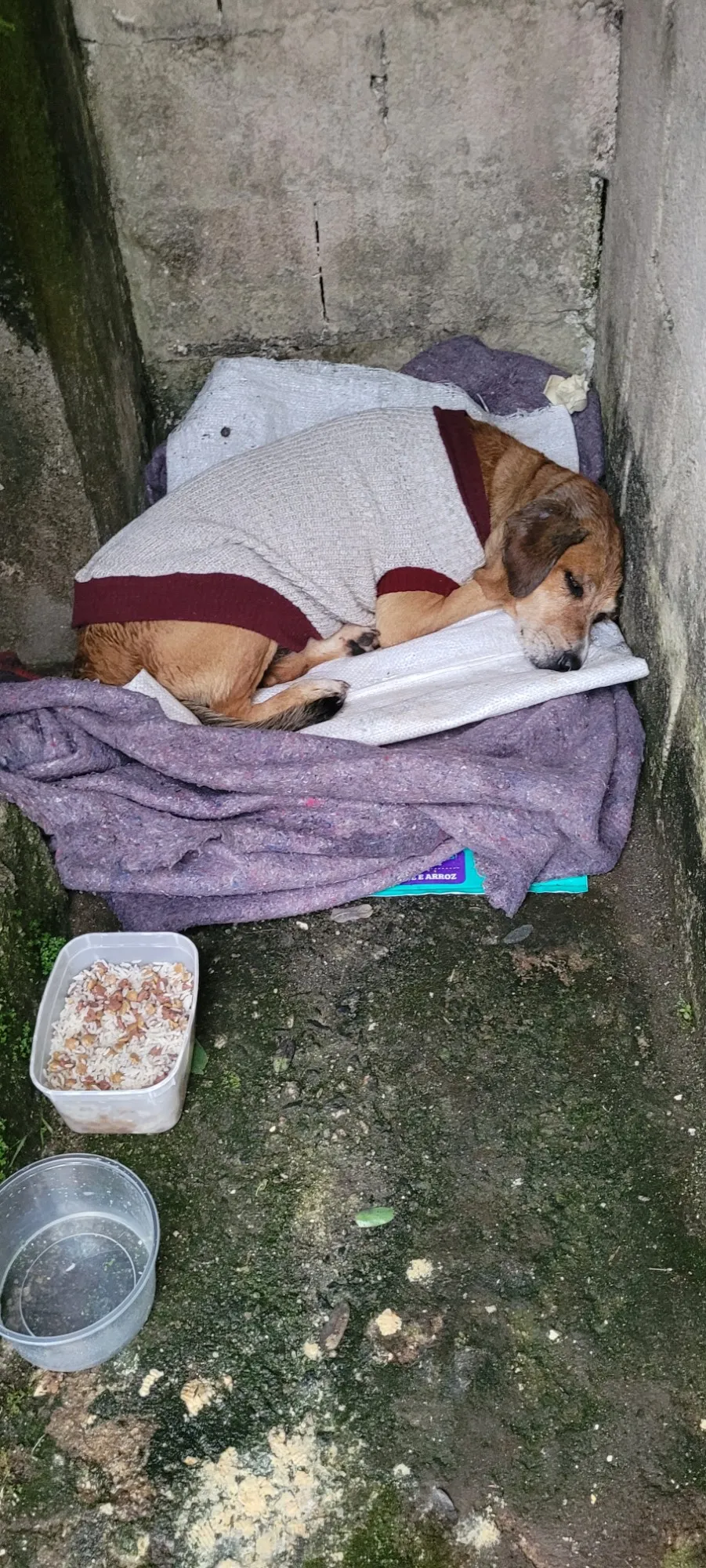 Cachorro Encontrado São Paulo/SP | Sem nome  | 5 anos | Raça SRD-ViraLata | tamanho Médio | foto 2