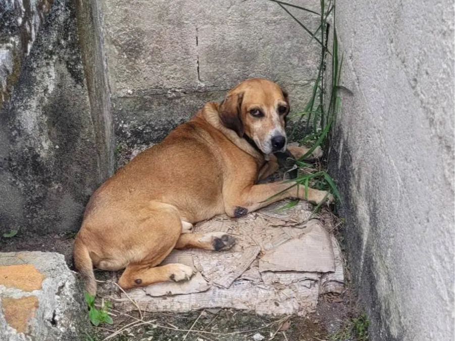 Cachorro Encontrado São Paulo/SP | Sem nome  | 5 anos | Raça SRD-ViraLata | tamanho Médio | foto 4