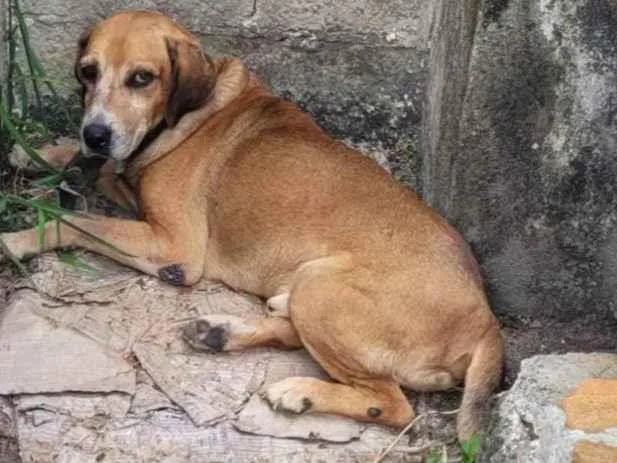 Cachorro Encontrado São Paulo/SP | Sem nome  | 5 anos | Raça SRD-ViraLata | tamanho Médio | foto 1