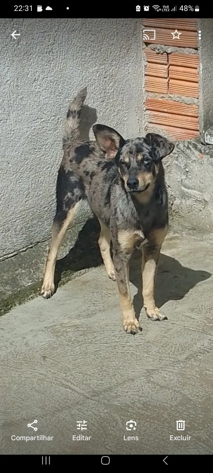 Cachorro Encontrado São Paulo/SP | Não tem  |  | Raça Não sei  | tamanho Médio | foto 2