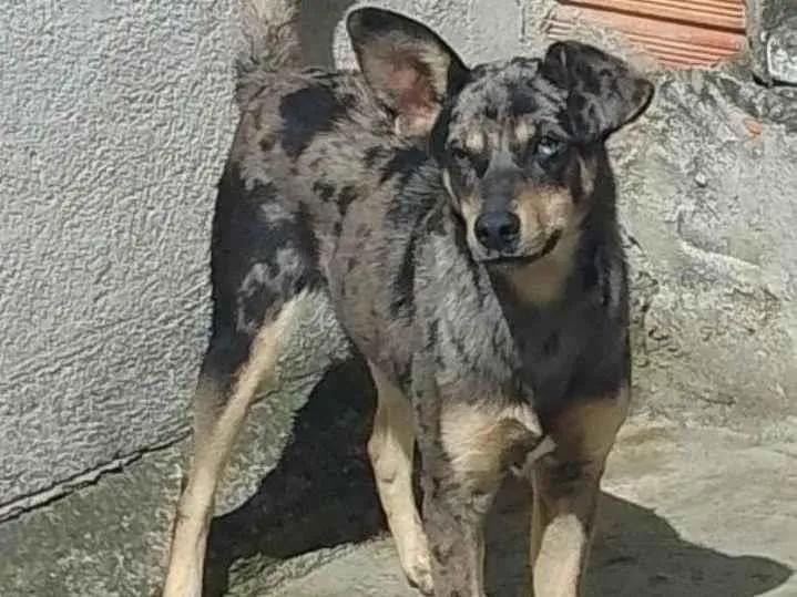 Cachorro Encontrado São Paulo/SP | Não tem  |  | Raça Não sei  | tamanho Médio | foto 1