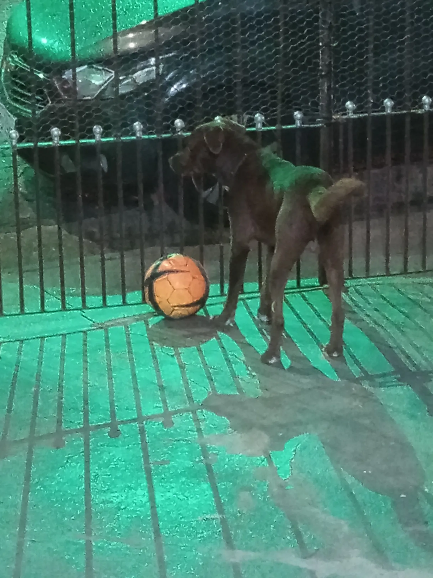 Cachorro Encontrado São Paulo/SP | Noah (opcional) | 1 ano | Raça SRD | tamanho Médio | foto 4