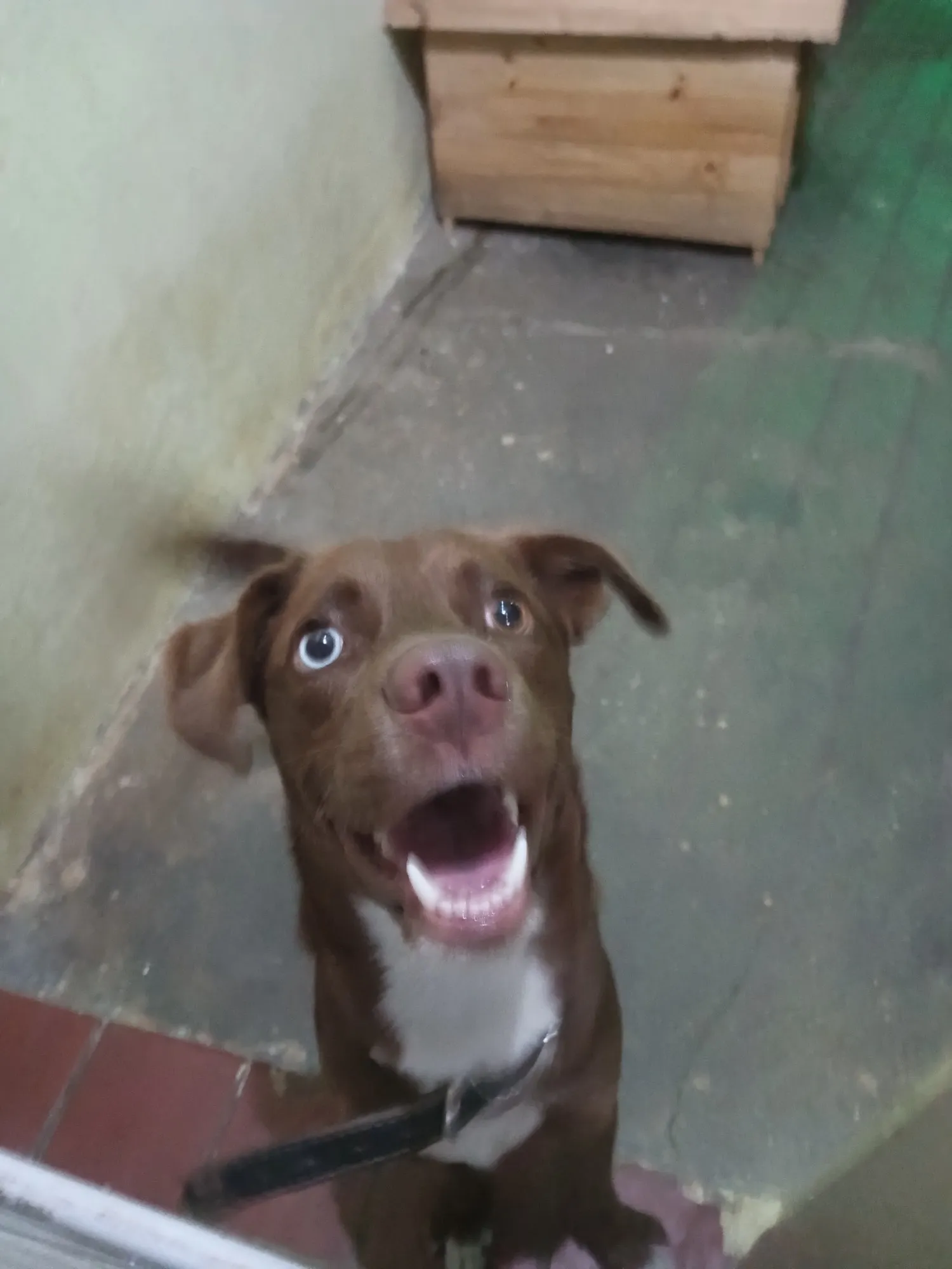 Cachorro Encontrado São Paulo/SP | Noah (opcional) | 1 ano | Raça SRD | tamanho Médio | foto 5