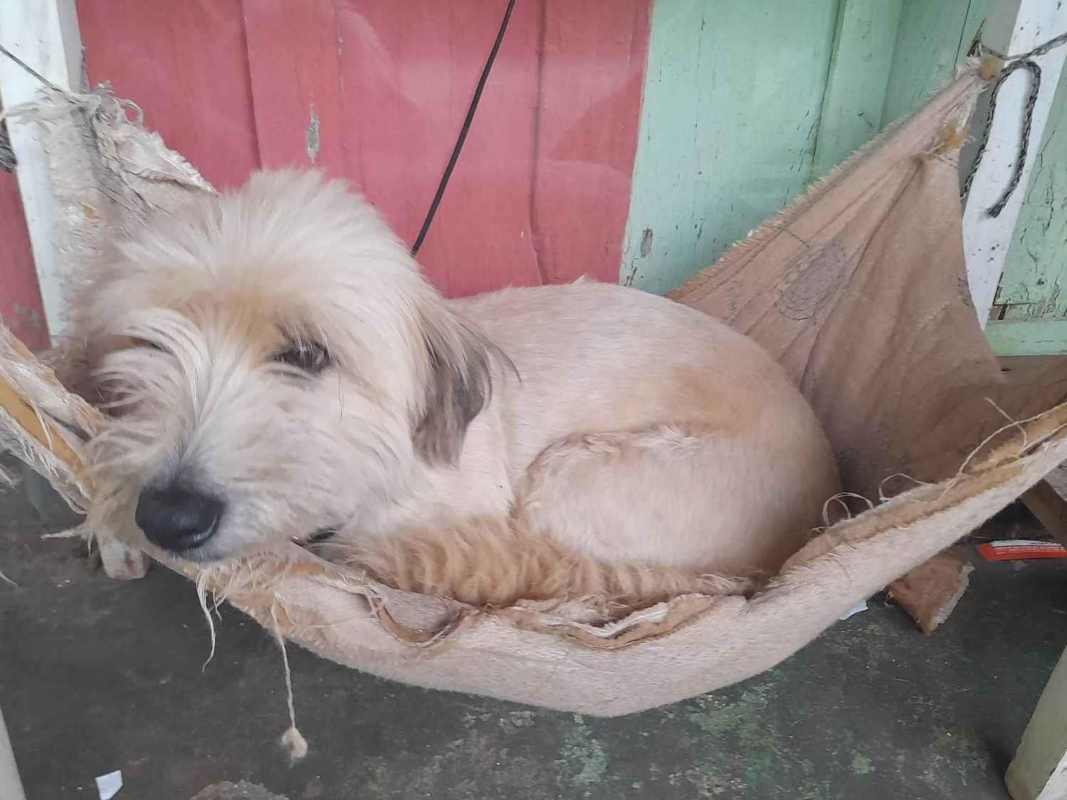 Adoção de Cachorro Ibiporã/PR | Maila | 3 anos | Raça  | tamanho Médio